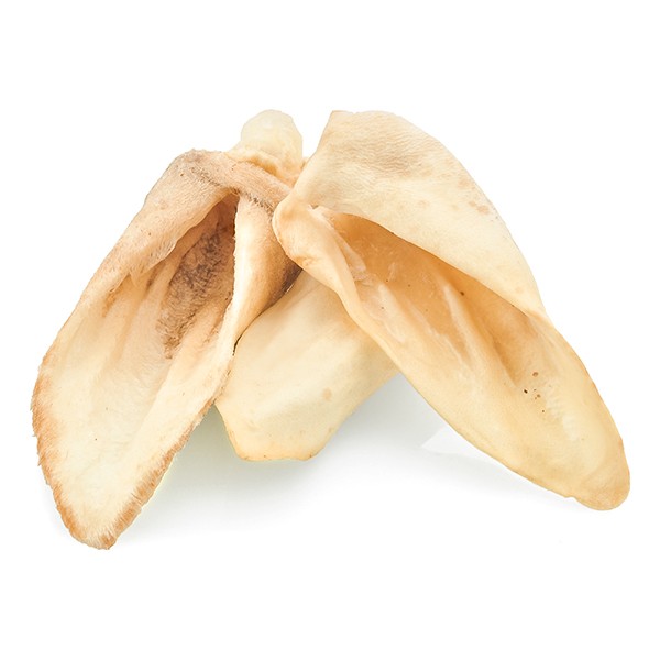 Oreja Cordero