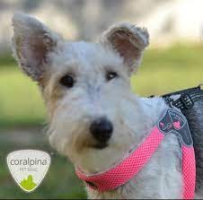 Arnes Coralpina T3 Lila